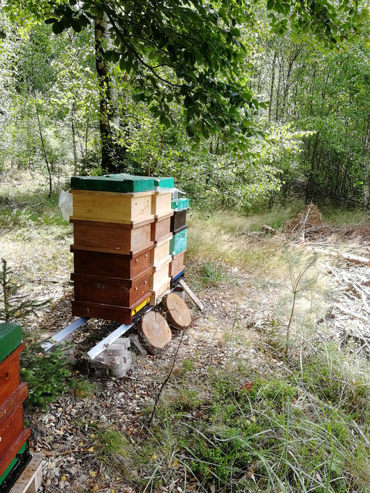 Mehrere Bienenvölker im Wald