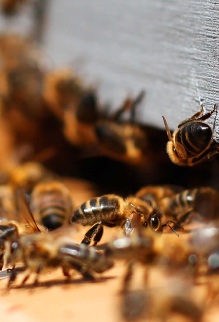 Nahaufnahme eines Eingangs einer Bienenkiste