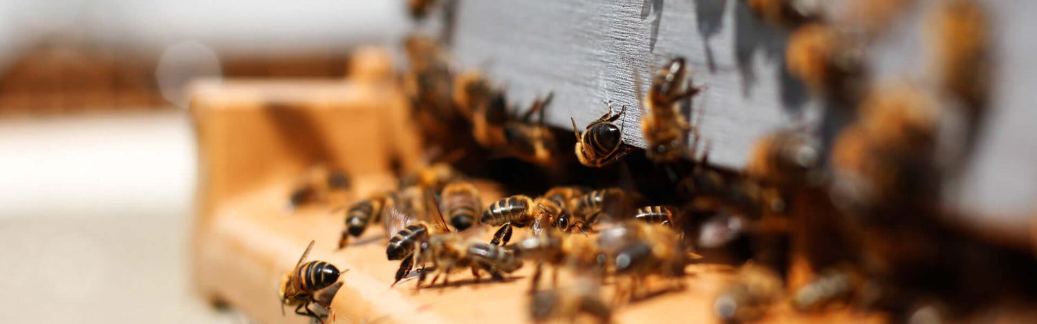 Nahaufnahme eines Eingangs einer Bienenkiste