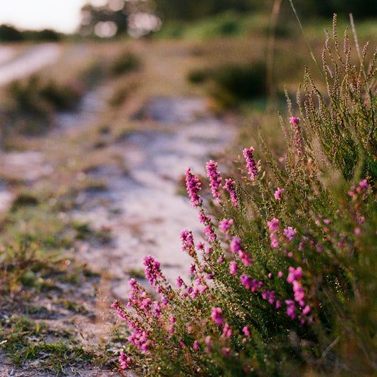 Heidekraut auf Heide